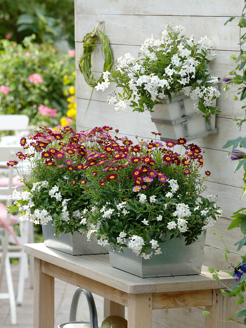 Solanum jasminoides, Argyranthemum 'Meteor Red'