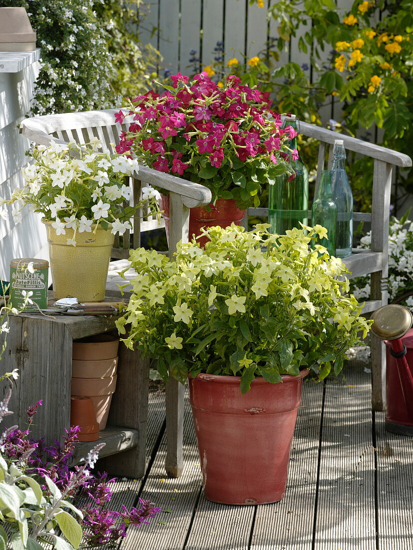 Nicotiana Tuxedo 'Lime Green' 'Red' 'White' (Ziertabak)