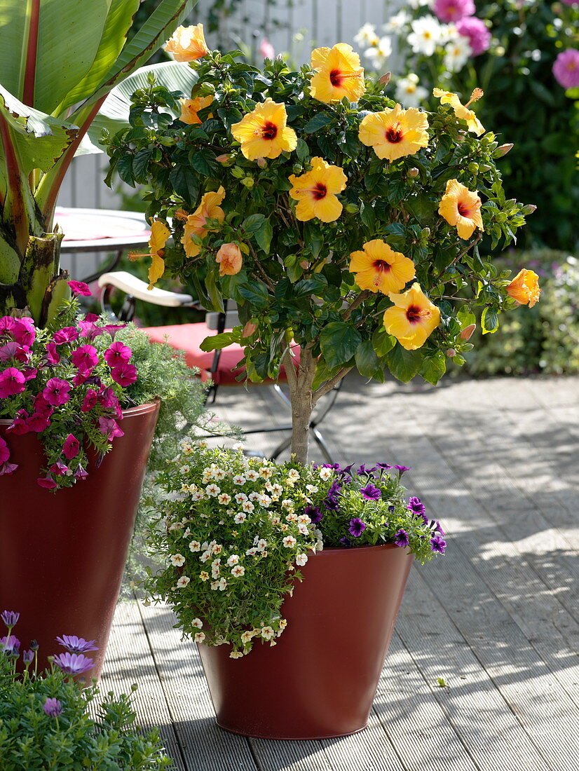 Hibiscus rosa-sinensis 'Harvest Sunset' (rose marshmallow)