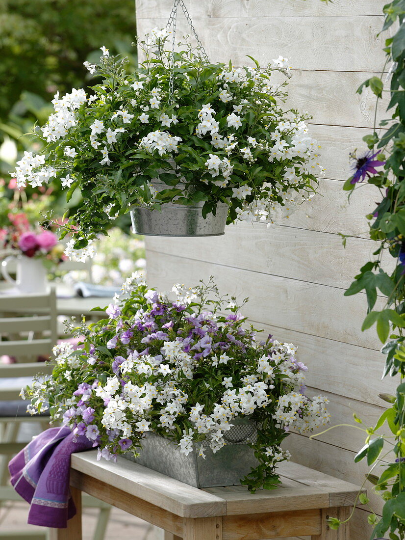 Solanum jasminoides (Jasmine nightshade)