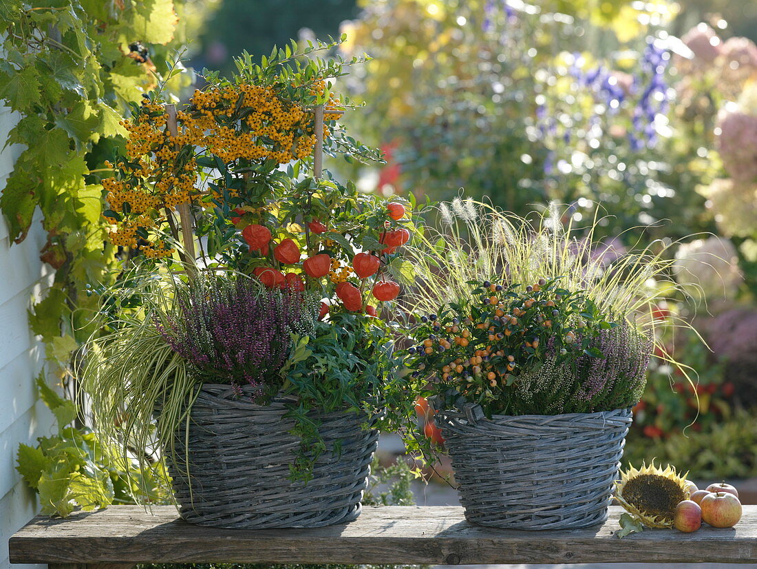 Autumnally planted baskets, Pyracantha 'Soleil D'Or', Physalis