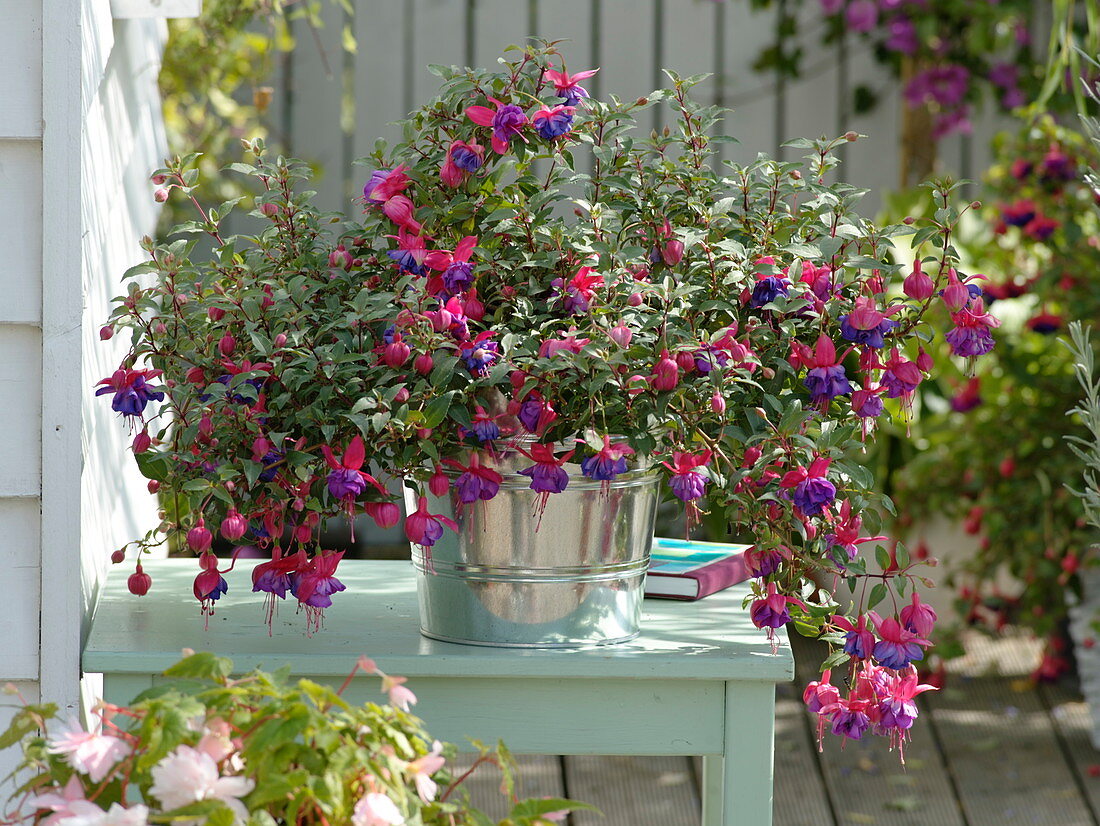 Fuchsia 'Gillian Althea' (fuchsia) in metal pot