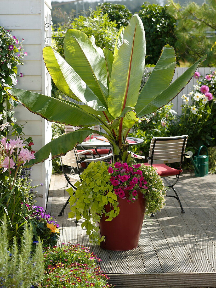 Musa acuminata underplanted with Ipomoea Sweet Heart 'Light Green'