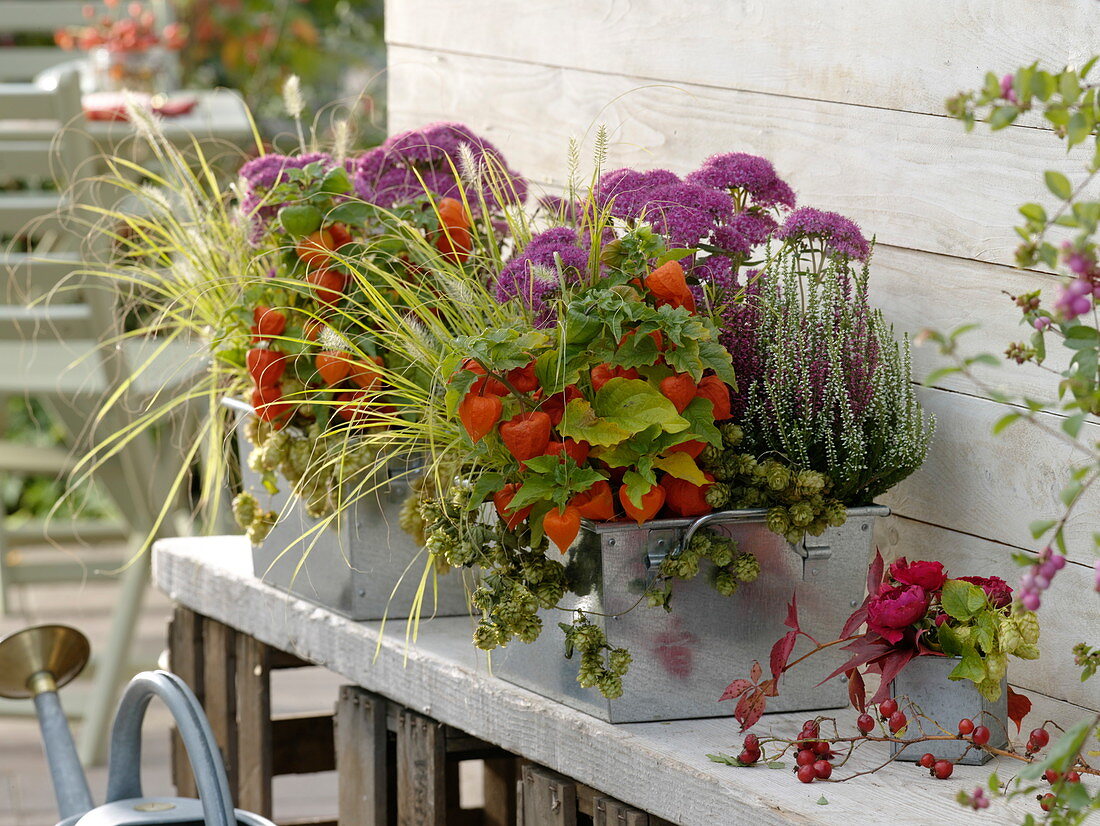 Tin boxes with Physalis, Sedum 'Munstead Dark Red'