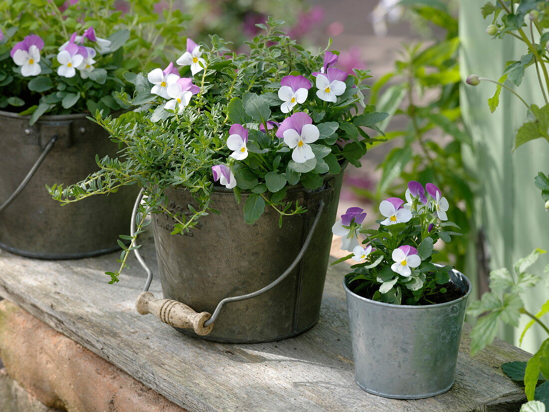 Viola cornuta Callisto 'White with Rose Wing' (horned violet), thyme