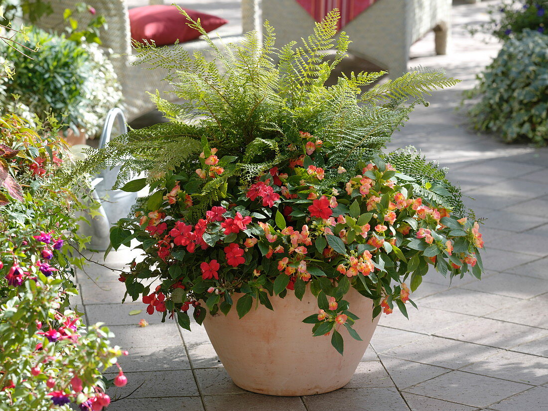 Schale mit Polystichum 'Herrenhausen' (Schildfarn), Impatiens walleriana