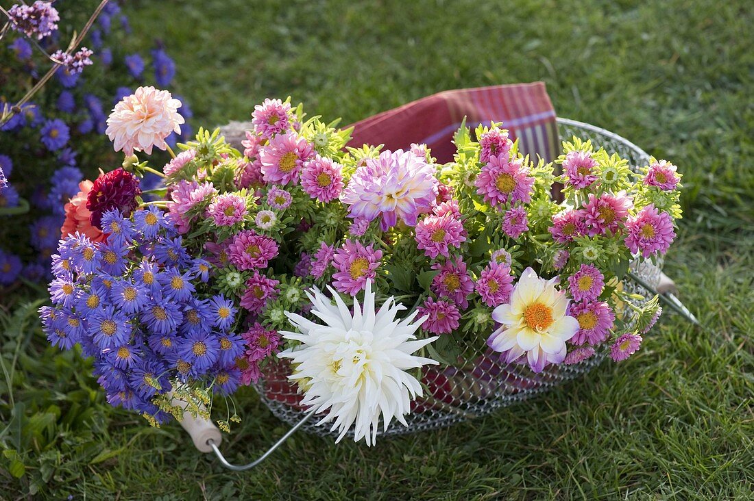 Basket with freshly cut aster, dahlia (dahlia) and summer aster