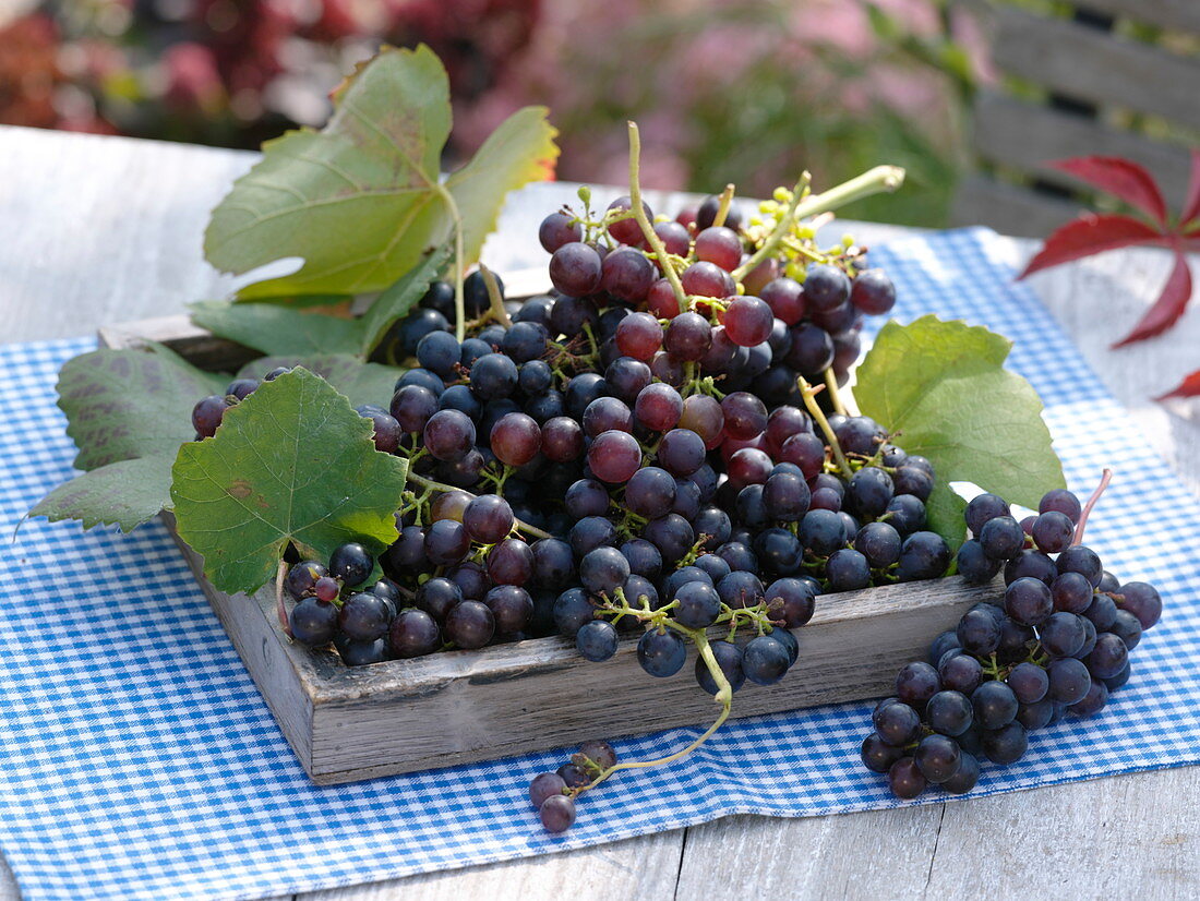 Freshly harvested grapes (Vitis vinifera) in a wooden bowl