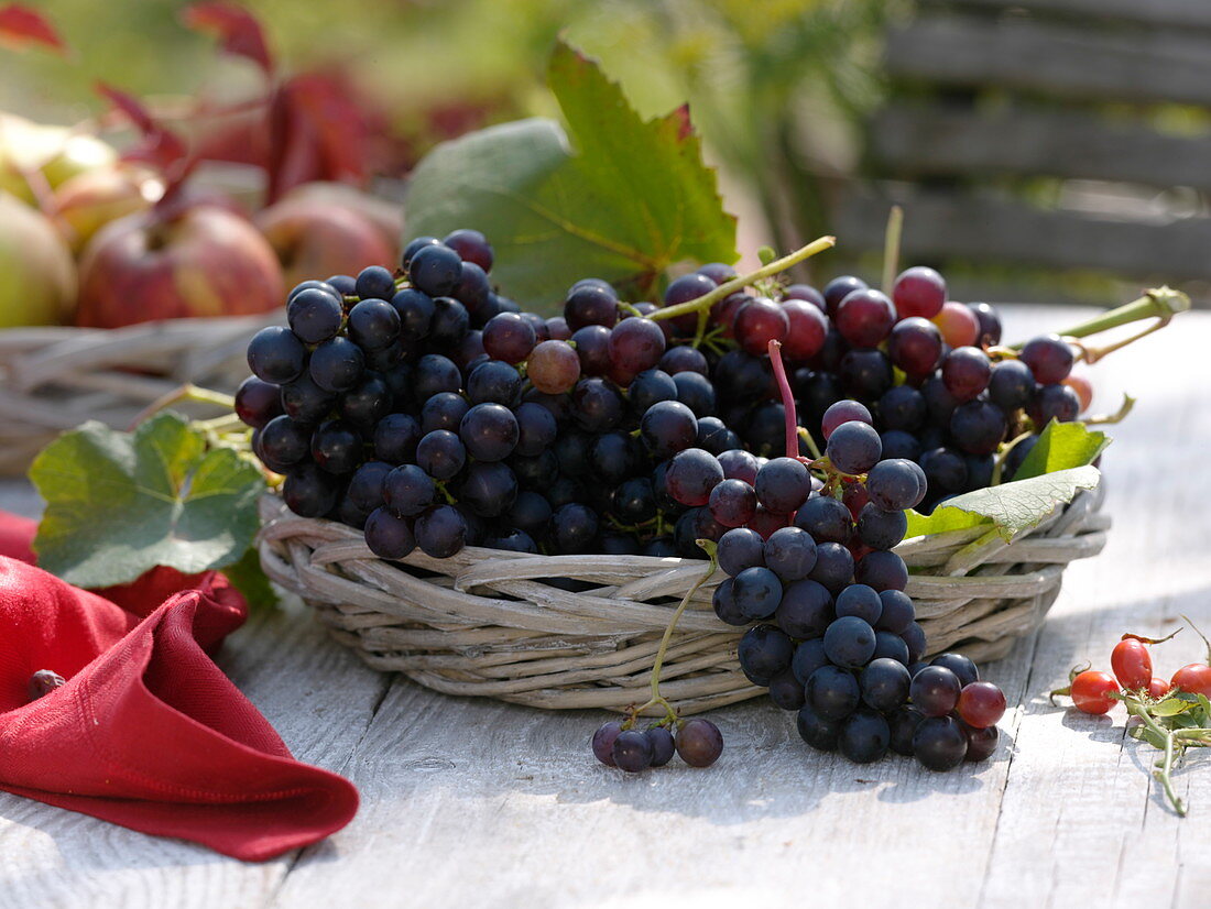 Basket with freshly harvested blue grapes (Vitis vinifera)