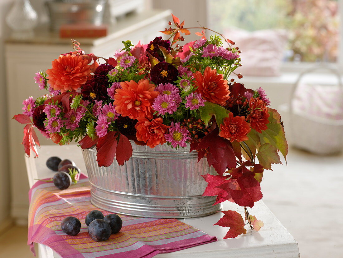 Zinc pot with Dahlia (dahlias), Callistephus chinensis (summer asters)