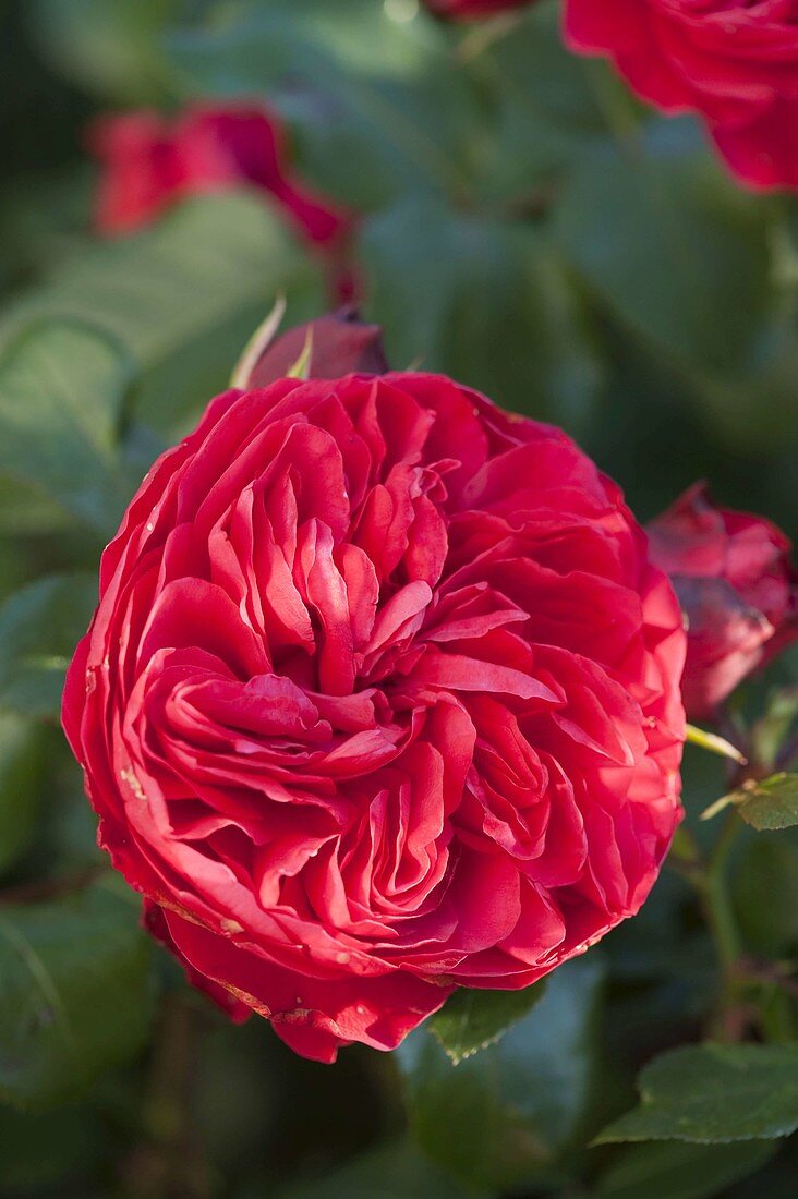 Rosa 'Red Leonardo da Vinci' (Nostalgische Rose)