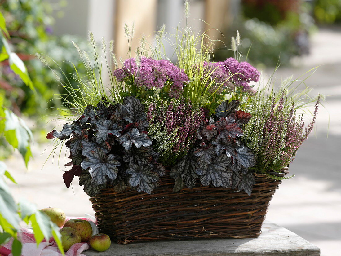 Herbstlicher Pflanzkorb mit Heuchera 'Velvet Night' (Purpurglöckchen)