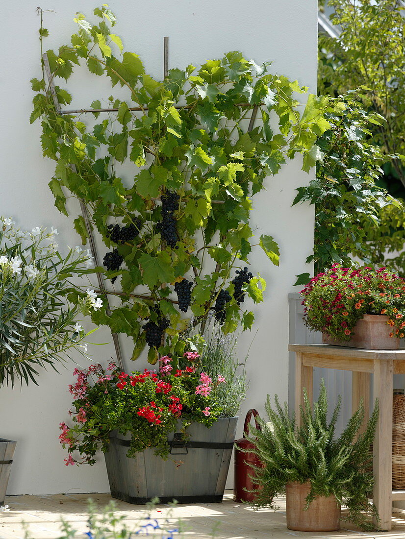 Blue grape 'Esther' (Vitis vinifera) on bamboo palate