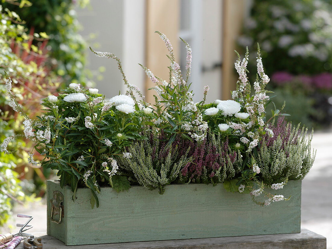 Autumn box: Calluna 'Twin Girls' (budding broom heather)