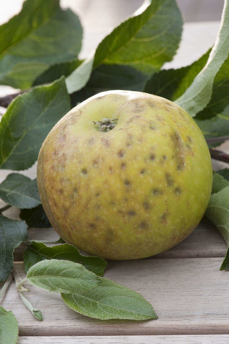 Old apple variety 'Jacob Lebel' (Malus) with Stippe spots