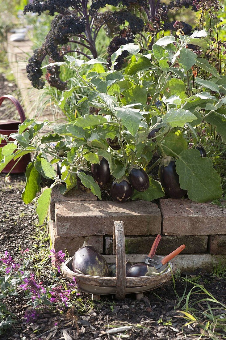 Mini-Aubergine 'Ophelia' (Solanum melongena)