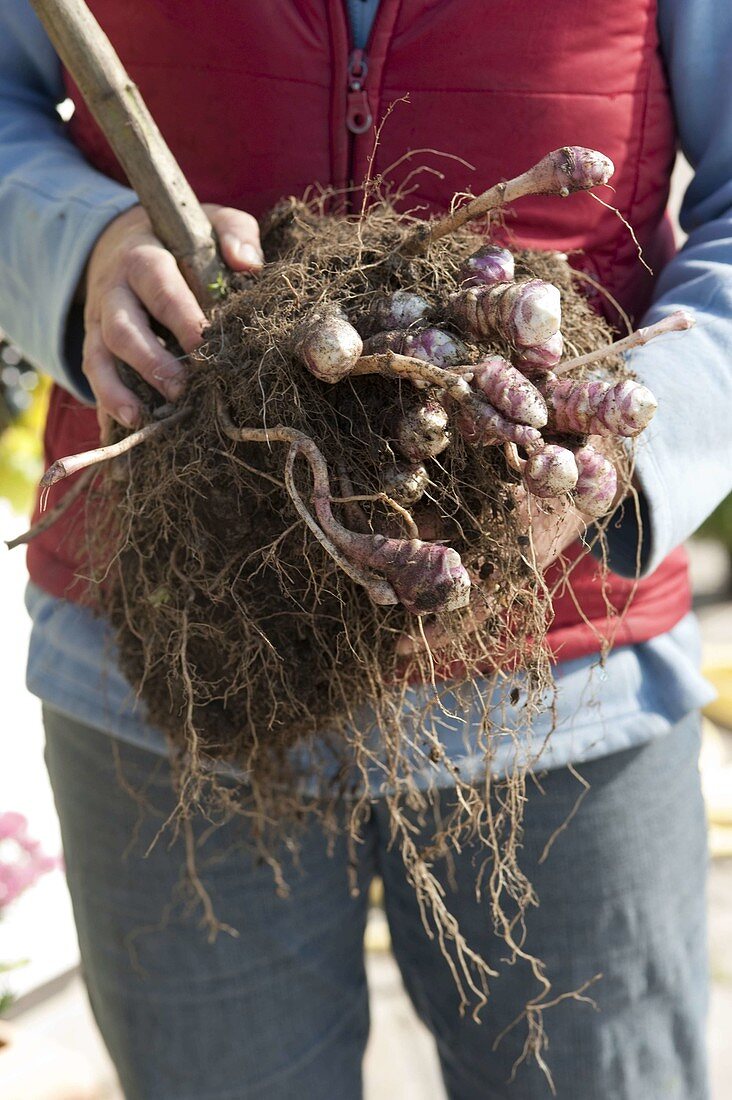 Freshly dug root of Jerusalem artichoke (Helianthus tuberosus)