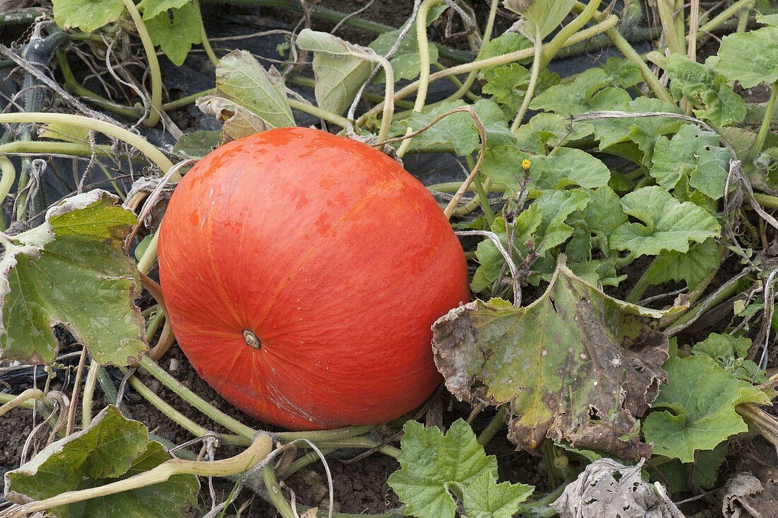 Squash 'Red Centner' (Cucurbita) in the border