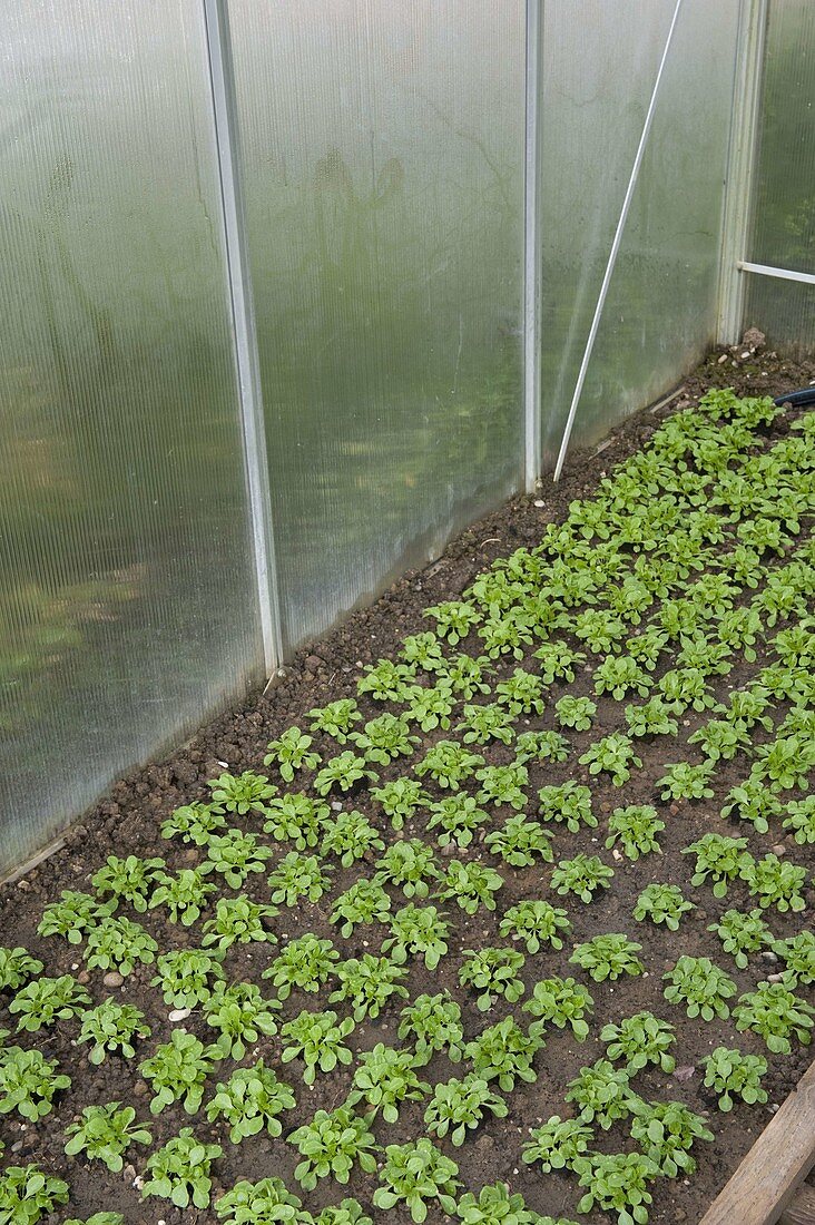 Greenhouse with lamb's lettuce (Valerianella locusta)