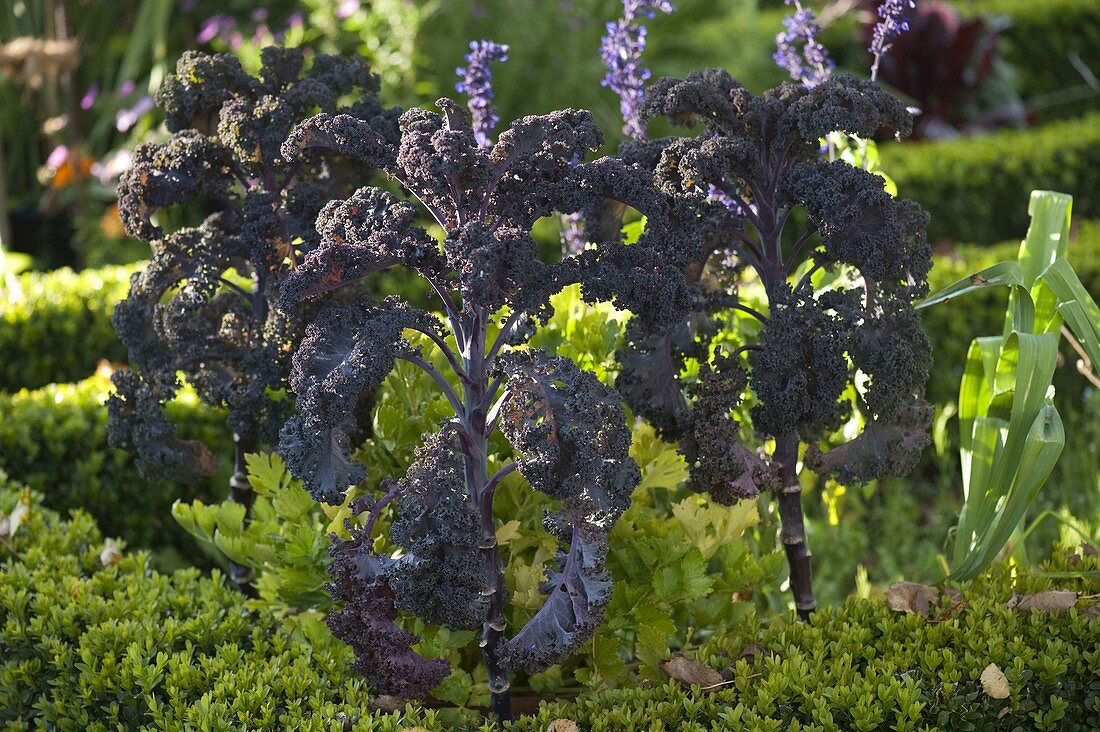 Red kale 'Redbor' (Brassica)