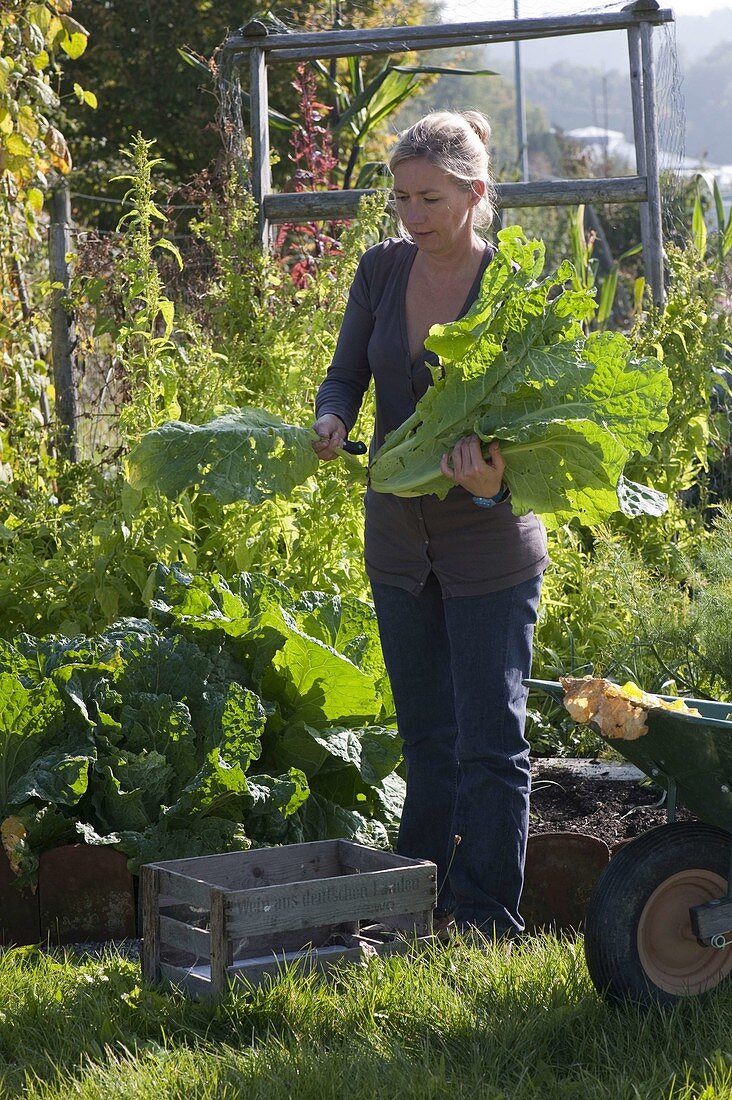 Woman is harvesting Chinese cabbage (Brassica) in the vegetable garden