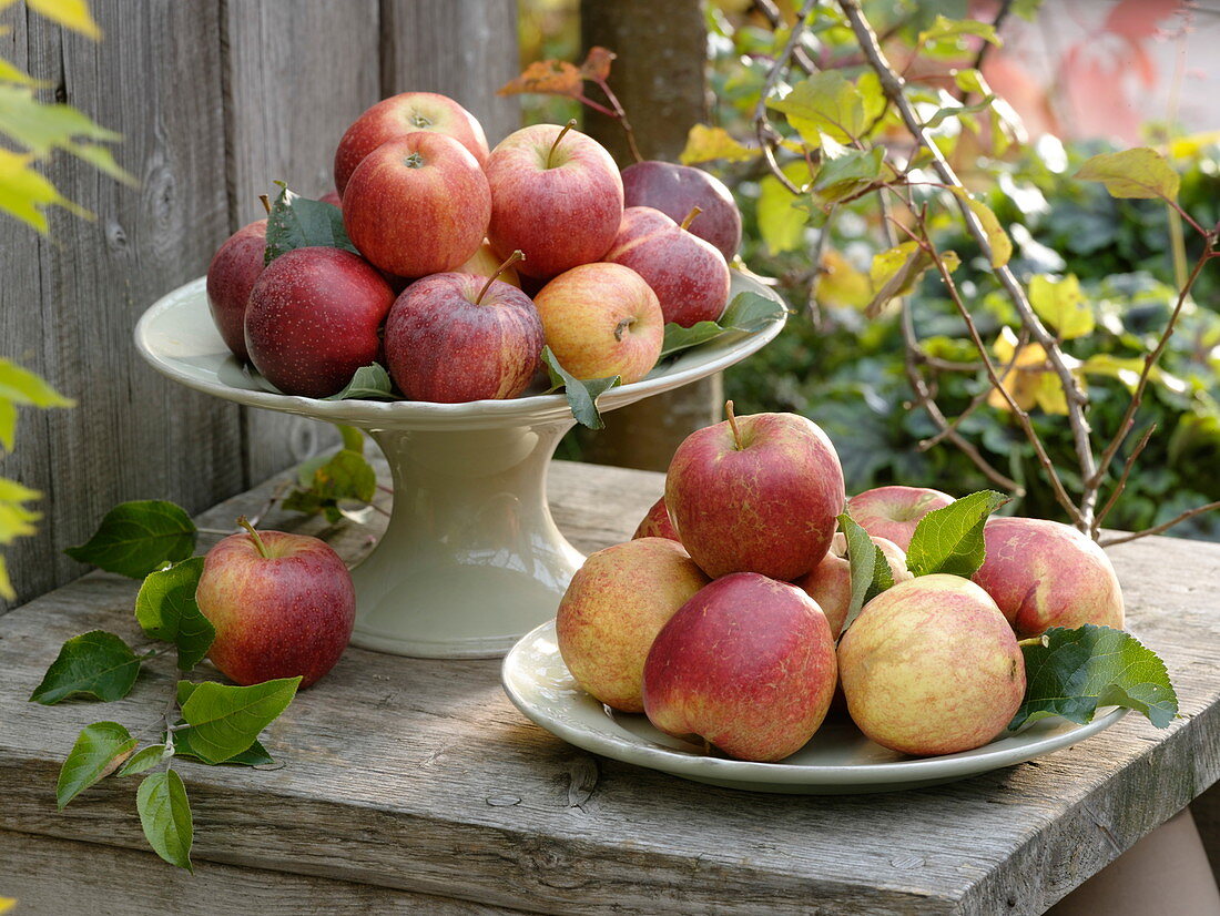 Apples (Malus) above variety 'Gala', below variety 'Revena'.