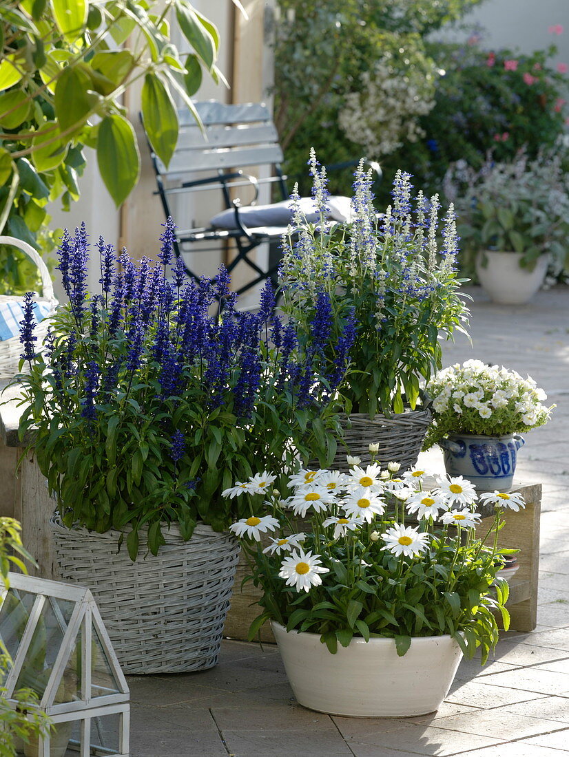 Salvia farinacea, Leucanthemum 'White Mountain'