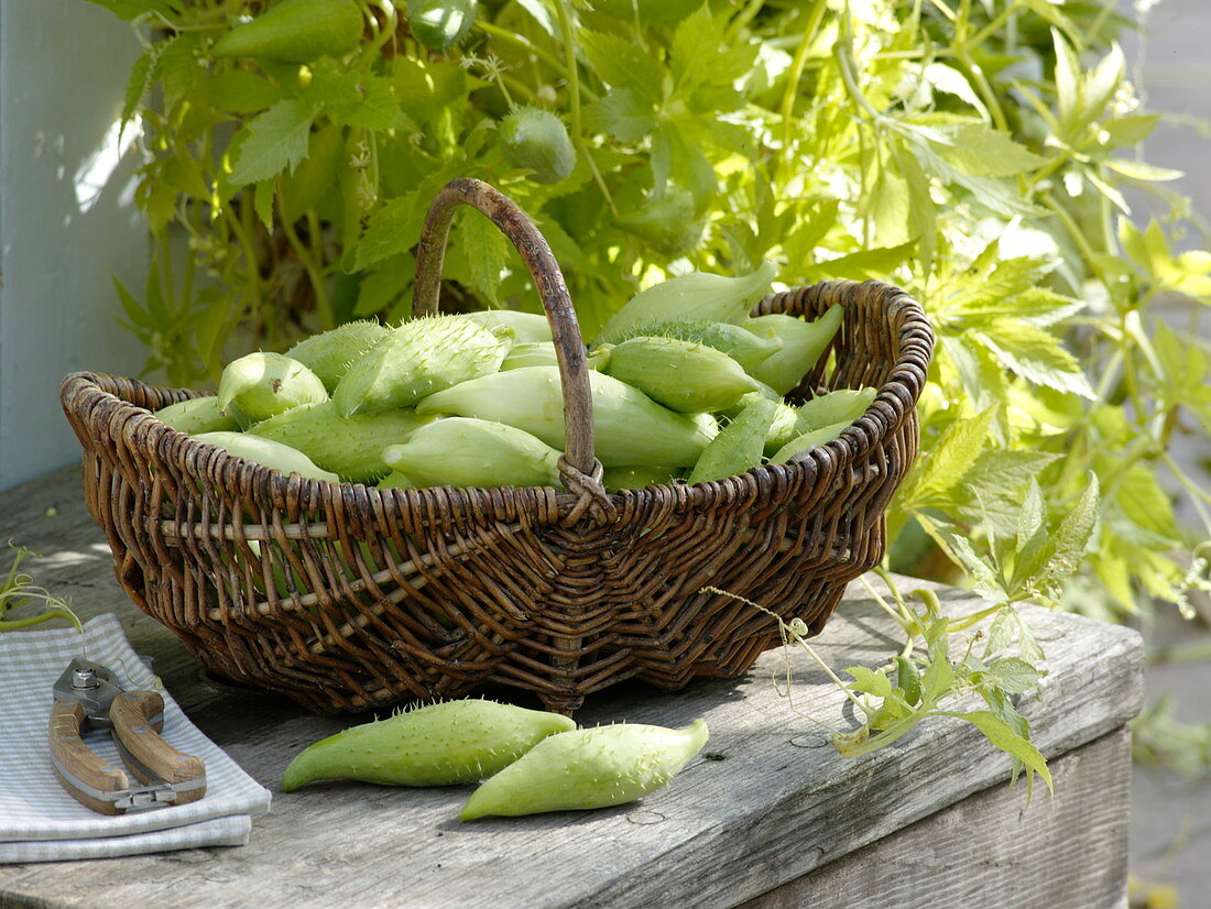 Slice cucumber Atschotscha (Cyclanthera pedata)