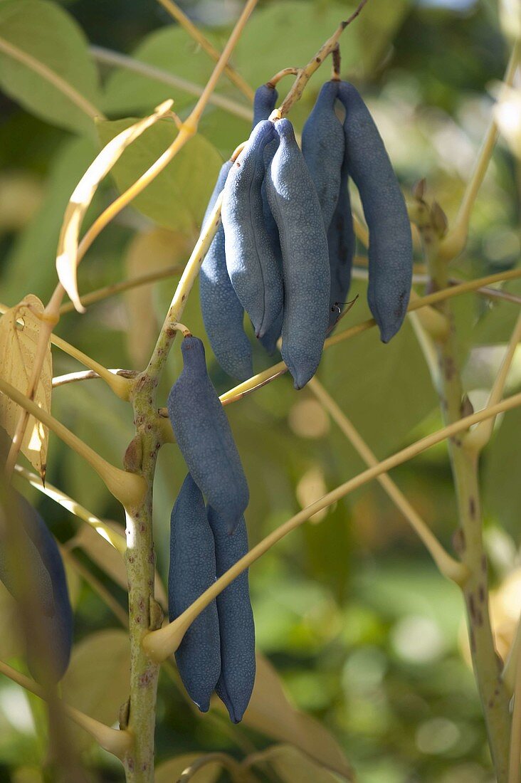 Früchte von Decaisnea (Blauschotenstrauch)