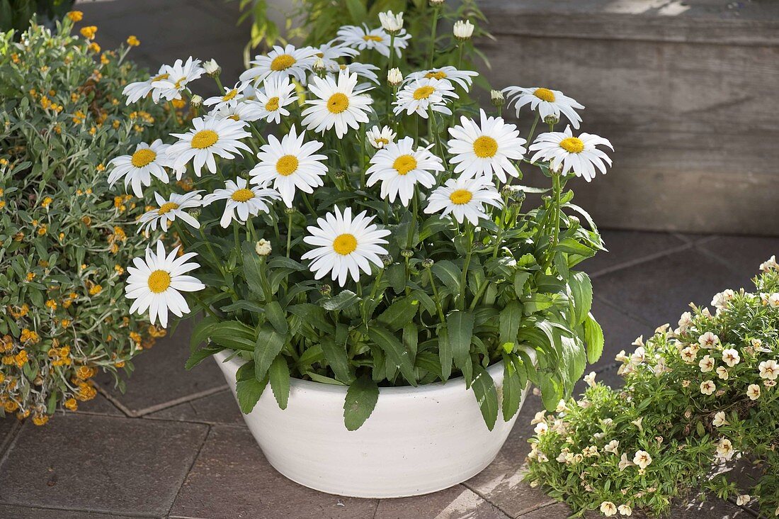 Leucanthemum x superbum 'White Mountain' (Margerite) in weißer Schale