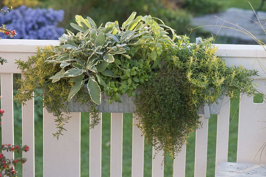 Herb box with noble sage 'Rotmühle', thyme