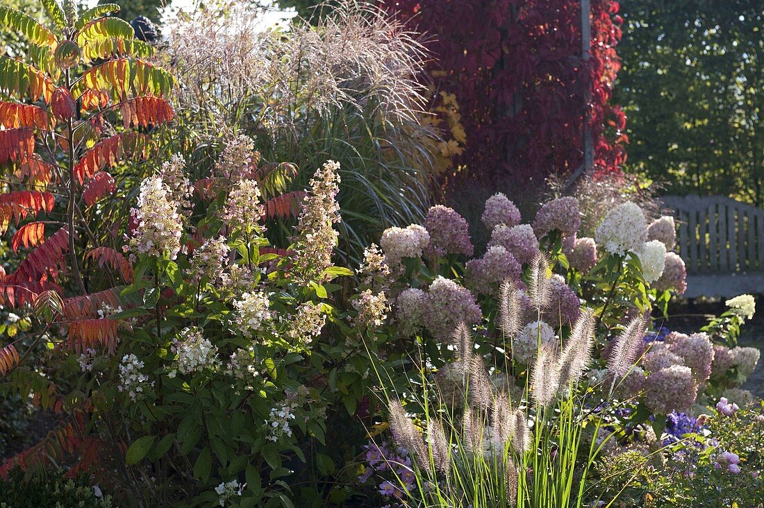 Hydrangea 'Tardiva' 'Limelight' (shrub hydrangea), Miscanthus sinensis