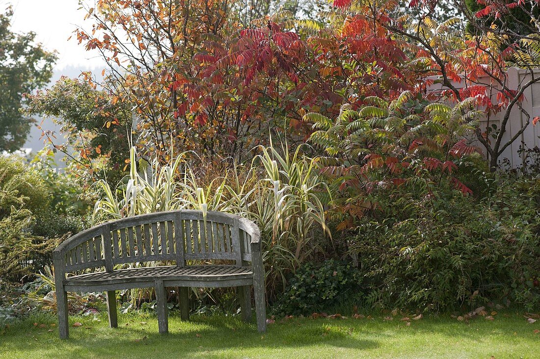 Semi-circular bench in front of an autumn bed with Arundo donax 'Versicolor'