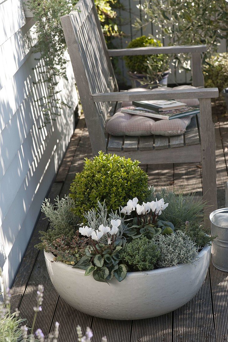 Plant autumn peel in silver gray and white