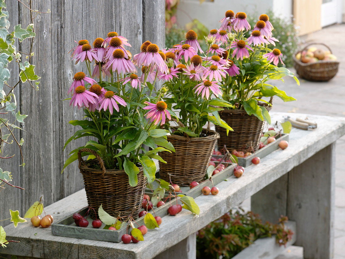 Echinacea purpurea 'Mistral' (red coneflower) in baskets