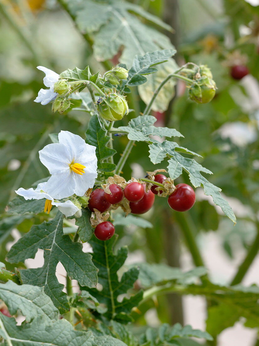 Solanum sisymbriifolium (Lychee plum)