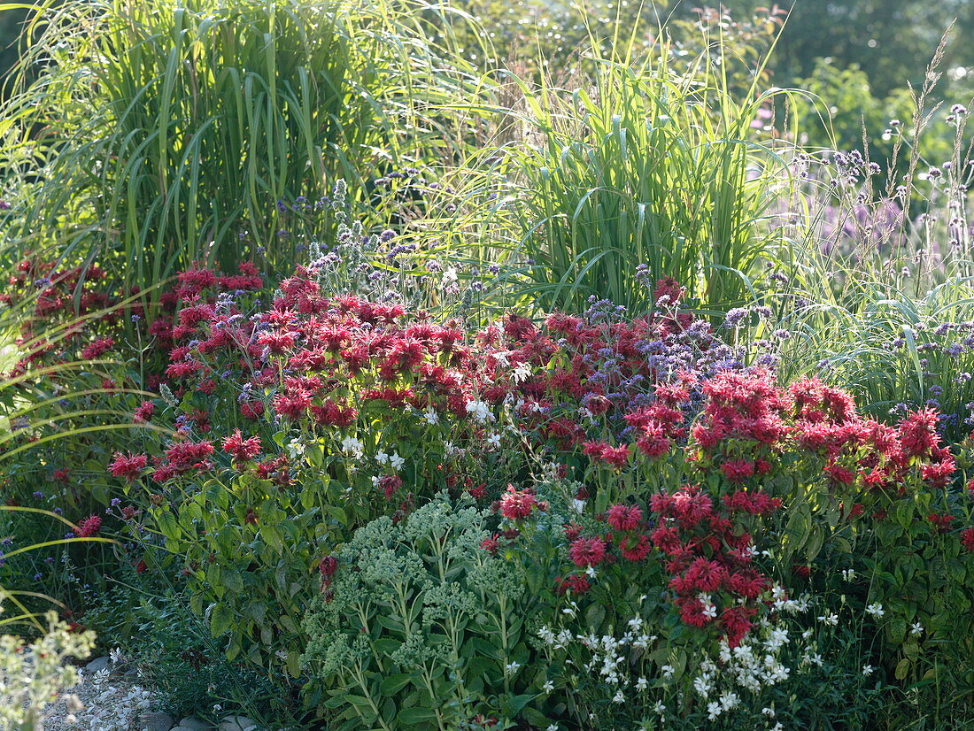 Monarda 'Cambridge Scarlet' (Indian nettle), Miscanthus (Chinese reed)