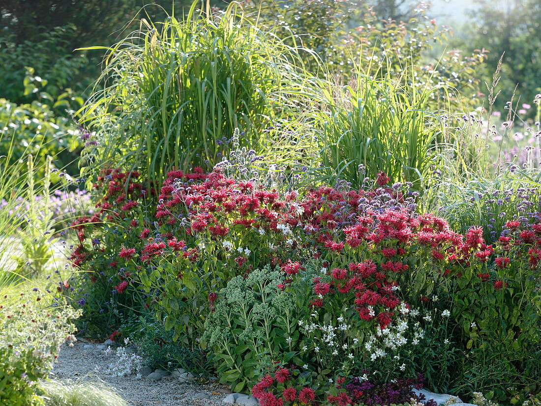 Monarda 'Cambridge Scarlet' (Indian nettle), Miscanthus (Chinese reed)