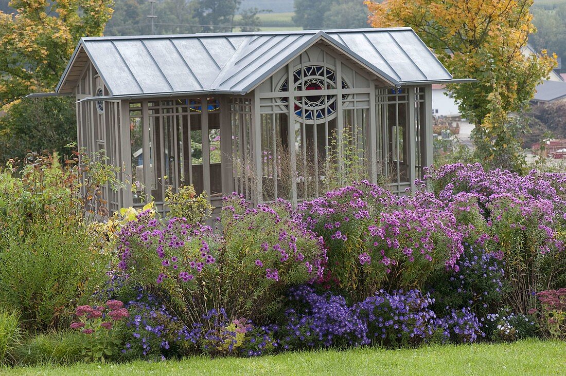 Aster novae-angliae 'Barr's Pink', Aster dumosus 'Sapphire'