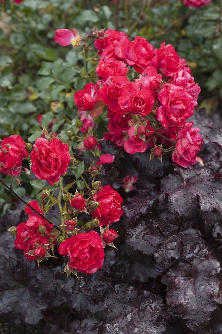 Rosa (Rose) with Heuchera (purple bell)