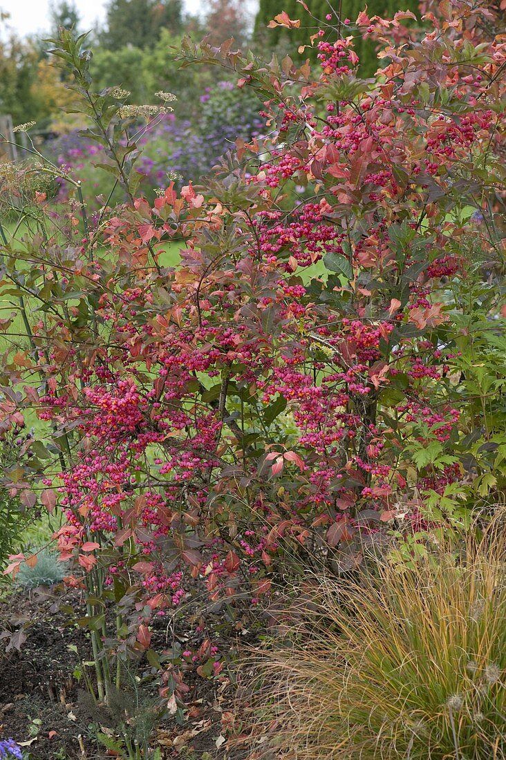 Euonymus europaeus (Monkey Cap) with fruit ornamentation, Pennisetum