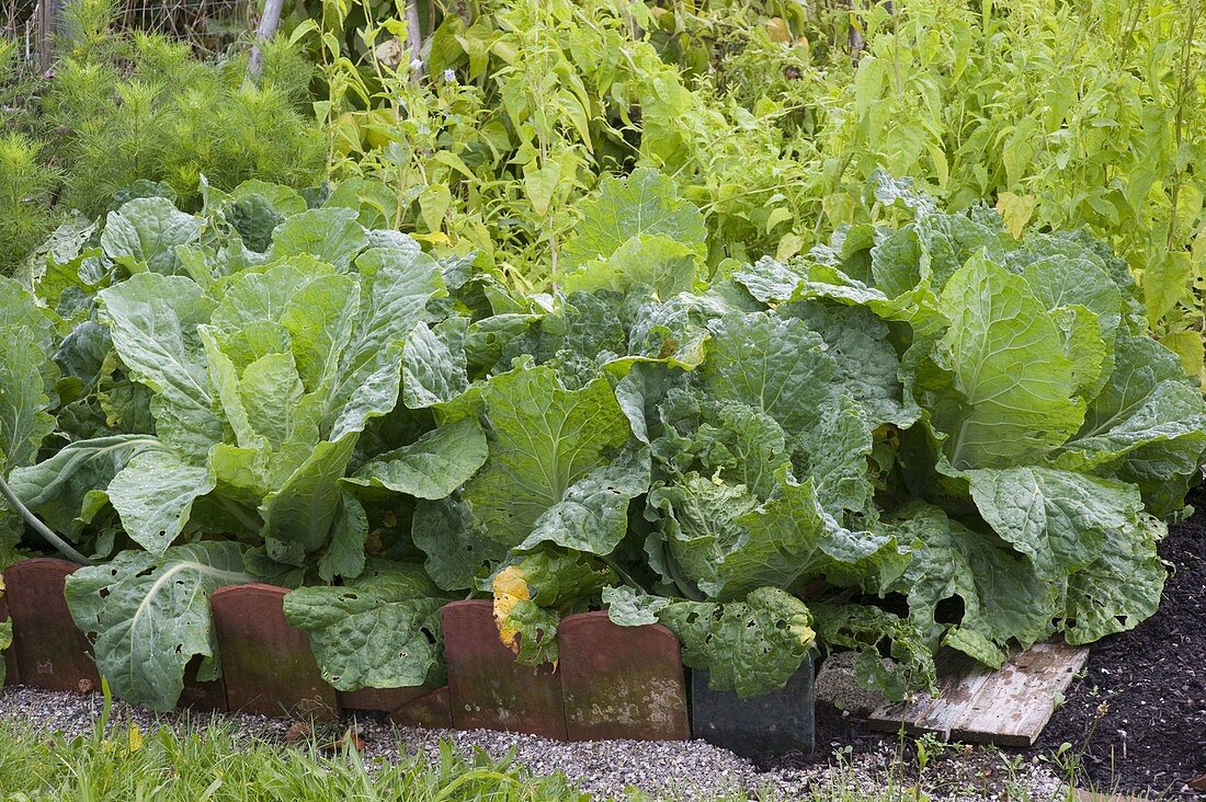 Chinakohl (Brassica rapa subsp. pekinensis) im Gemüsebeet