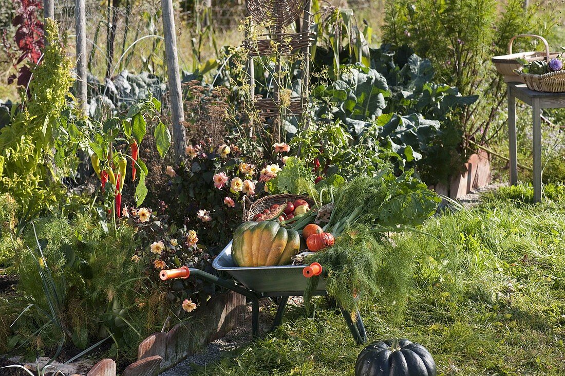 Harvesting vegetables in the cottage garden
