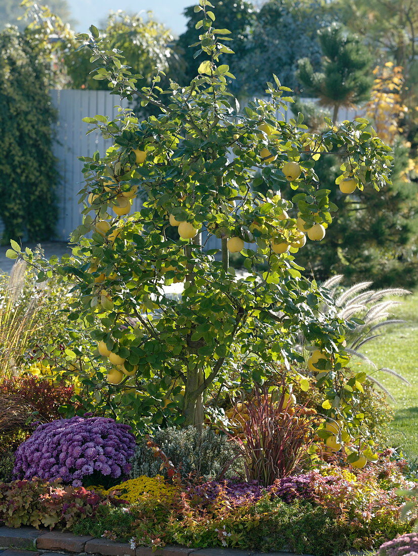 Apple quince 'Konstantinopler' (Cydonia oblonga), Chrysanthemum 'Kifix'