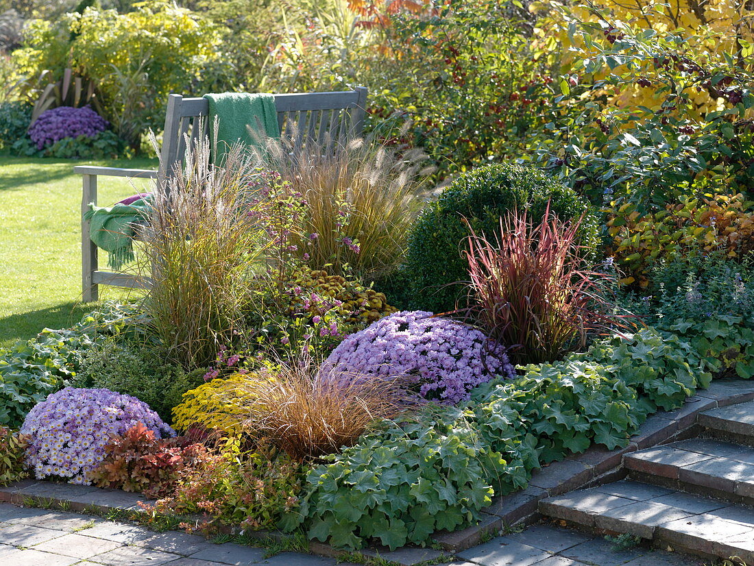 Autumn border: Chrysanthemum 'Ajax' pink (autumn chrysanthemums), Ajanja