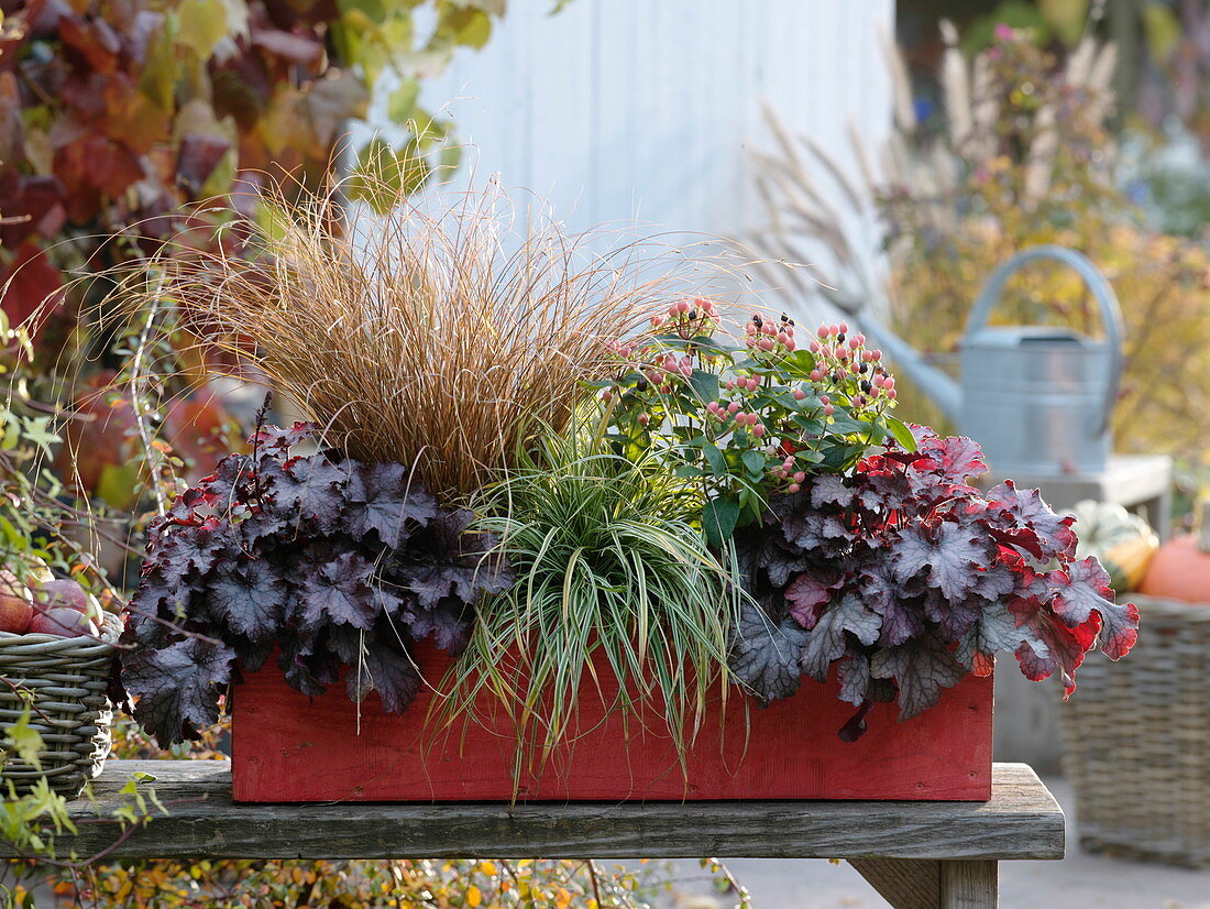 Red autumn box with Hypericum 'Magical Beauty', Heuchera