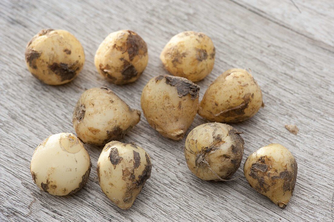 Bulbs of Hyazinthoides hispanica 'Excelsior' (Spanish bluebell)