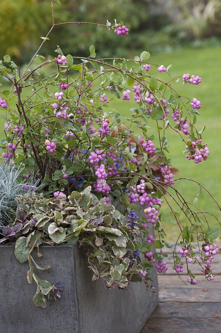 Symphoricarpos x doorenbosii 'Magical Candy' (coral berry)