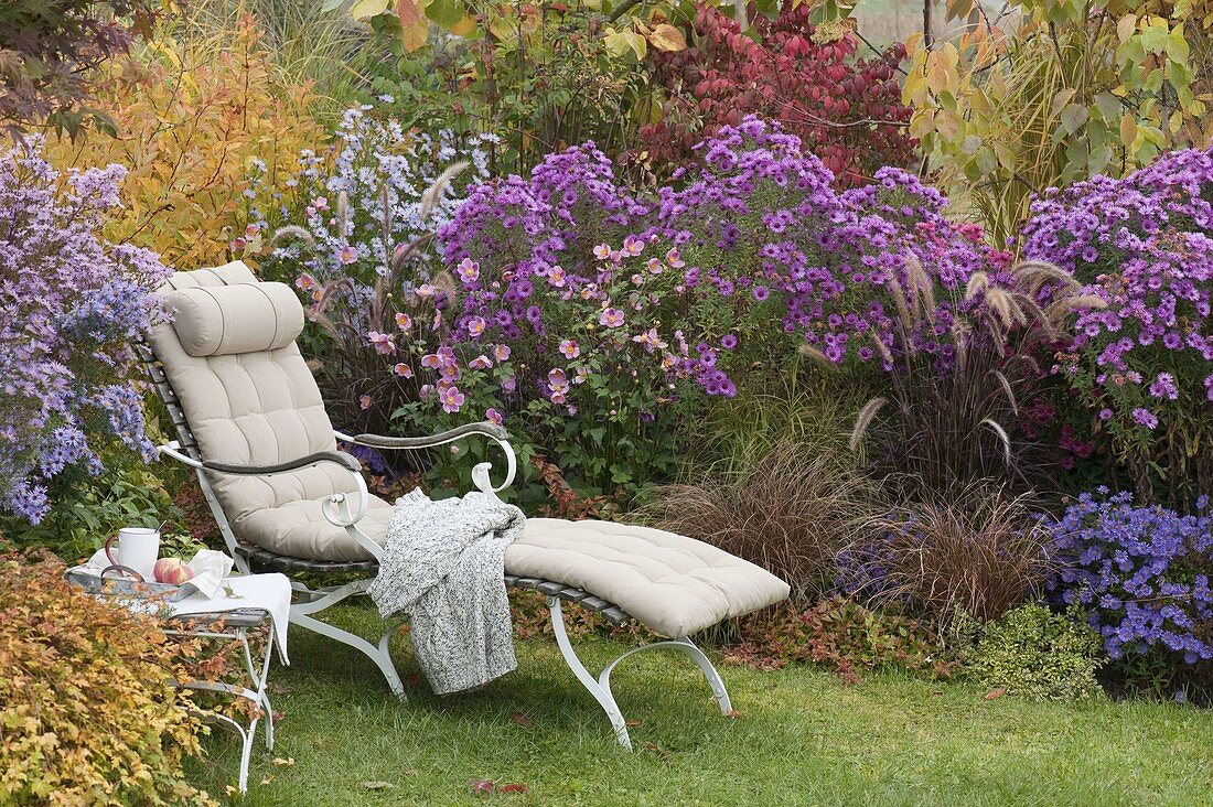 Lounger at the autumn bed with asters and grasses
