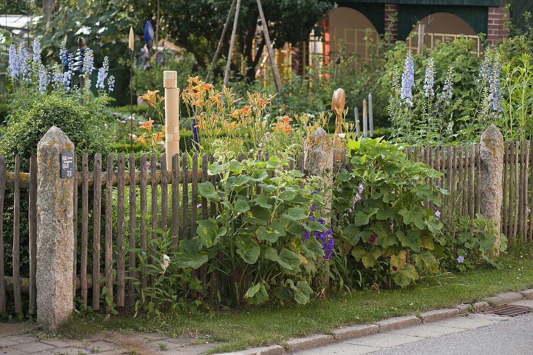 Artificial garden perennial border with Delphinium, Hemerocallis